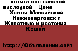 котята шотланской вислоухой › Цена ­ 3 500 - Ханты-Мансийский, Нижневартовск г. Животные и растения » Кошки   